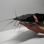 Infographic-style image illustrating 10 practical tips to stop inbreeding and improve genetic diversity in Clarias gariepinus catfish farming for better growth and survival.