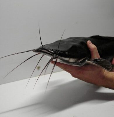 Infographic-style image illustrating 10 practical tips to stop inbreeding and improve genetic diversity in Clarias gariepinus catfish farming for better growth and survival.