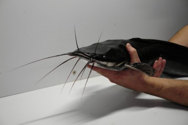 Infographic-style image illustrating 10 practical tips to stop inbreeding and improve genetic diversity in Clarias gariepinus catfish farming for better growth and survival.